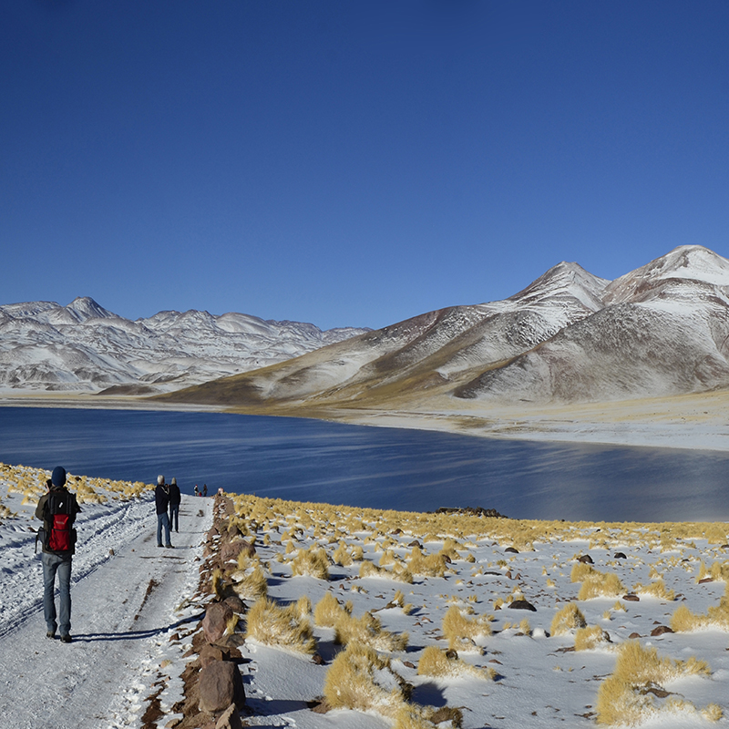 Carancos fauna local